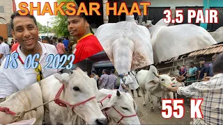 18-06-2023 SHAKSAR HAAT || FULL DETAILS || KOLKATA COW 2023