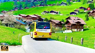 Grindelwald , Most beautiful village In Switzerland 🇨🇭 Dandelion Flowers !