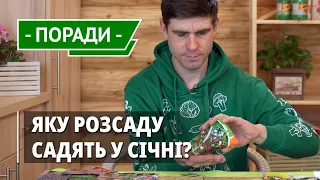 Що посіяти у січні? Сіємо насіння у торф'яні таблетки, міні парники: суниця, бегонія, еустома,зелень