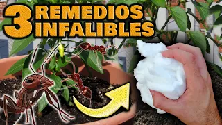 ¡TRUCO de ORO! ACABAR CON LAS HORMIGAS de las Plantas | Eliminar y Combatir Hormigas en Árboles