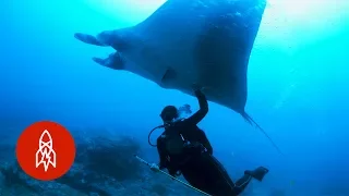 Swim With Manta Rays, the Ocean’s Peaceful Giants