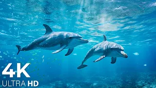 The Ocean 4K - Scenic Wildlife Film With Calming Music | Study Music & Work Music