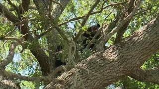 Bear seen in Tampa neighborhoods leaves neighbors in amazement