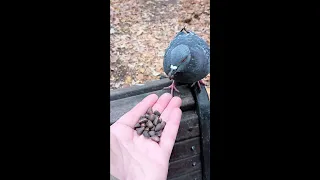 Будут ли голуби есть вкусные кедровые орехи в скорлупе / Will pigeons eat nuts in their shells