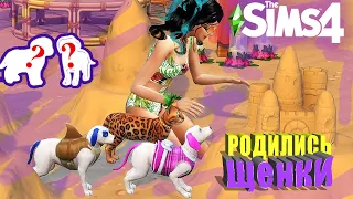 ТОМ 2 В The Sims 4 РОДИЛИСЬ ЩЕНКИ | НОВЫЙ ДОМ