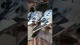 Pigeon kabootar udan fly