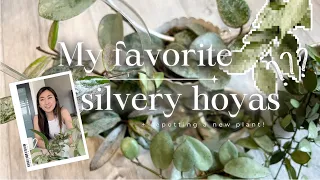 My silvery hoya collection + repotting a new plant I got today!