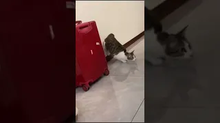 cat slapped for talking crap