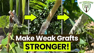 How To Make Weak Grafts STRONGER  |  Pruning, Splintering & Sealing