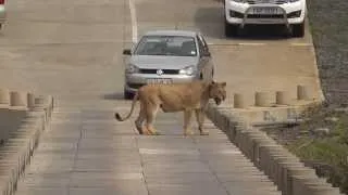 Lioness jumps off Crocodile bridge after her cub in Kruger National Park