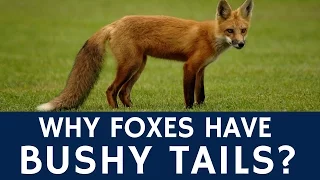 Why Foxes Have Bushy Tails – Red Fox Facts and Information