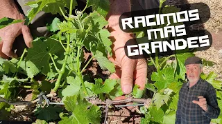 Cómo obtener racimos de uvas más grandes y gordos  | Poda en verde