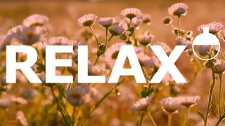 Spring Garden Serenity: 4 Hours of Relaxing Ambient Music & Nature Visuals 🌼🎵