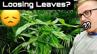 Money Tree Plant is Loosing it’s Leaves?