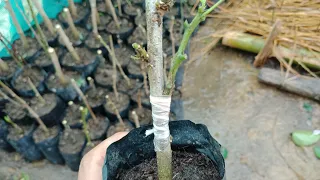 How to graft Hibiscus in Hibiscus rootstock/How to graft hibiscus....