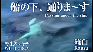 【野生のシャチ】船の下、通りま〜す　羅臼　【WILD ORCA】 Passing under the ship.　Rausu