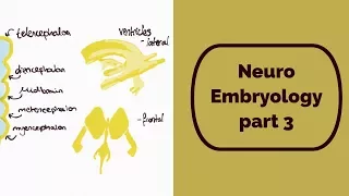Neuro Embryology part 3