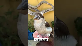 Kookaburra 😍🍃 #shorts