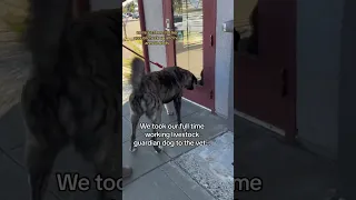 Our livestock guardian dogs heads to the veterinarian