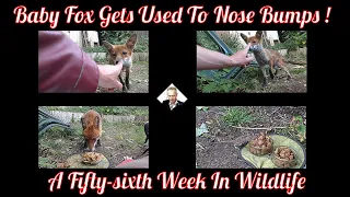A Fifty-sixth Week In Wildlife - Baby Fox Gets Used To Nose Bumps ! (And Mother Returns!)
