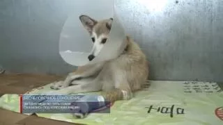 В приюте для бездомных животных проходят лечение пять собак, пострадавших от действий людей