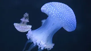 Stung by a jellyfish?