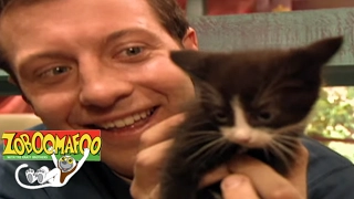 🐒 Zoboomafoo 137 - Cats | HD | Full Episode🐒 🐱