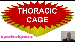 Thoracic cage - Sternum - Ribs - Thoracic vertebrae