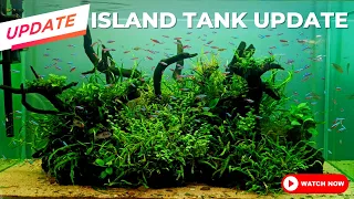 Bit of Algae and 150 cardinal tetras   Island Aquascape Update