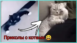 ГОВОРЯЩИЕ КОТЫ 🤪 ЛУЧШИЕ ПРИКОЛЫ С КОТАМИ 😻 СМЕШНЫЕ СОБАКИ 🐶 ПРИКОЛЫ С ЖИВОТНЫМИ 😀