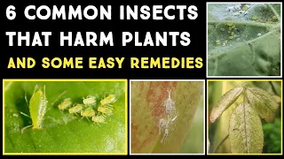 6 Common Insects That Are Harmful To Plants | Simple Pest Remedies | Nandanam Exotics | By Nirmal
