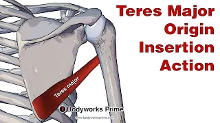 Teres Major Anatomy: Origin, Insertion & Action