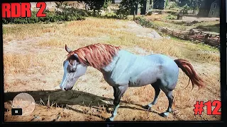 Rare Grey Arabian Horse From Blackwater | Red Dead Redemption 2