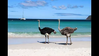 Ostriches swimming at the beach in South Africa