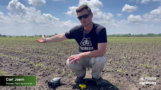 Corn Stand Assessments and Replant Decisions