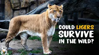 Could Ligers Survive in The Wild?