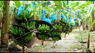Awesome Agriculture Technology: Banana Growing Harvesting - Agriculture Farming Processing