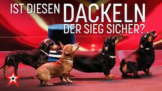 Hundeact! Ist diesen Dackeln der Sieg sicher? | Das Supertalent vom 24.10.2020