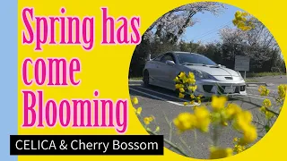 【トヨタ セリカ】TOYOTA CELICA ZZT231 春が来て花が咲く　SPRING HAS COME