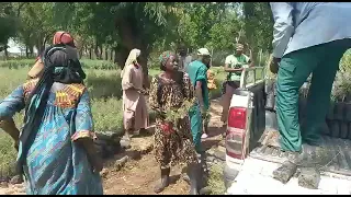 Behind the Scenes at TREES: Time for Outplanting in Chad