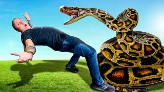 Taming The Meanest Snakes In The World!