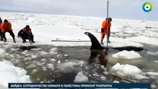 Сахалинцы спасали косаток, часами разгоняя лед руками