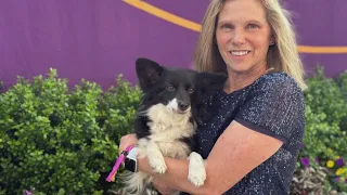 Westminster Kennel Club Show celebrates canine excellence