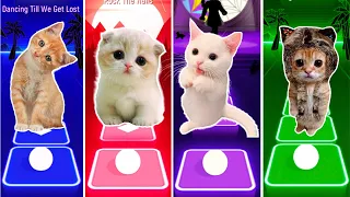 Cute Cats BLACKPINK KILL THIS LOVE vs JENNIE SOLO vs LISA MONEY vs BTS DYNAMITE & Tiles Hop Song