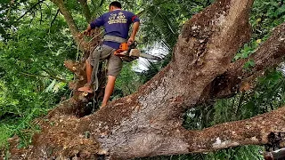 Cưa cây Còng nghiêng như sắp ngã / Sawing a tree that tilted as if it was about to fall | T624