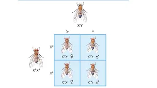 Sex-Linked Traits! How are eye colors inherited in fruit flies?