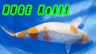 HUGE KOI Fish from JAPAN!