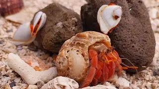 Lonely Heaven | Hello Biggest Hermit Crabs on Earth