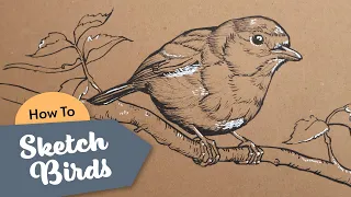 Quick and Easy Way of Sketching Birds