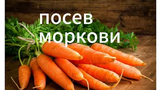 посев моркови апрель